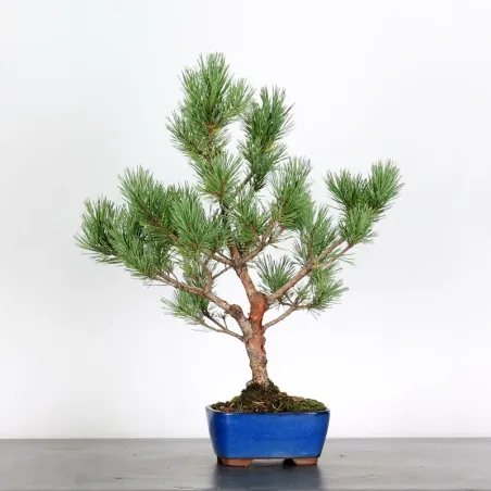 image supplémentaire - SCOTS PINE "PINUS...