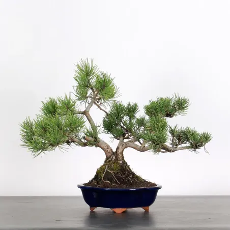 Pin mugo bonsai PM-2-2