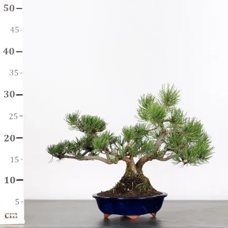 image supplémentaire - BONSAI PIN "PINUS MUGO" 2-2