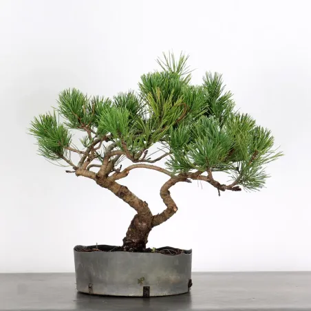 image supplémentaire - BONSAI "PINUS MUGO" 1-11
