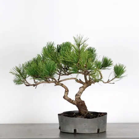 Mugo Bonsai Pine PM-1-11