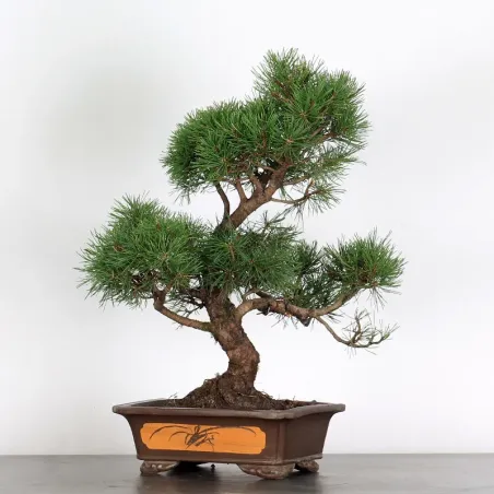 image supplémentaire - BONSAI "PINUS MUGO" 2-9