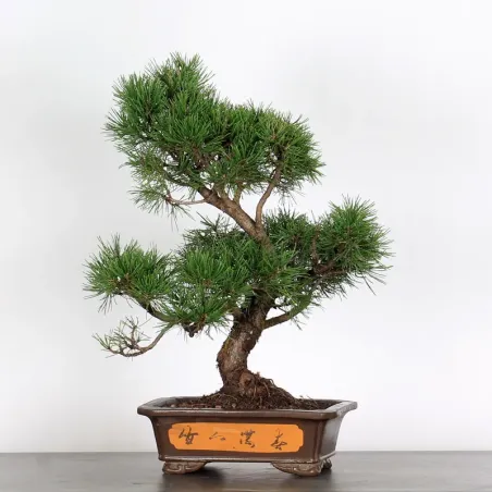 Mugo Bonsai Pine PM-2-9