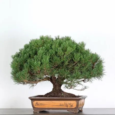 BONSAI "PINUS MUGO" 2-21
