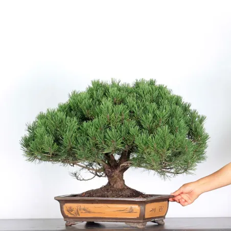 image supplémentaire - BONSAI "PINUS MUGO" 2-21