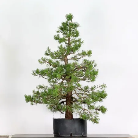 image supplémentaire - NIWAKI "PINUS MUGO" 2-22