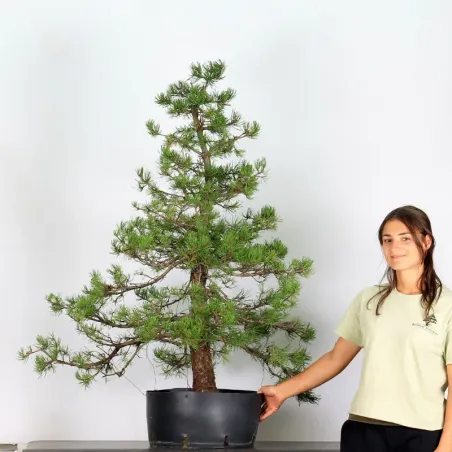 NIWAKI "PINUS MUGO" 2-22