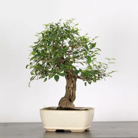 HACKBERRY "CELTIS AUSTRALIS" 1-1