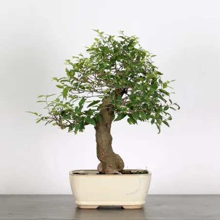 image supplémentaire - HACKBERRY "CELTIS...