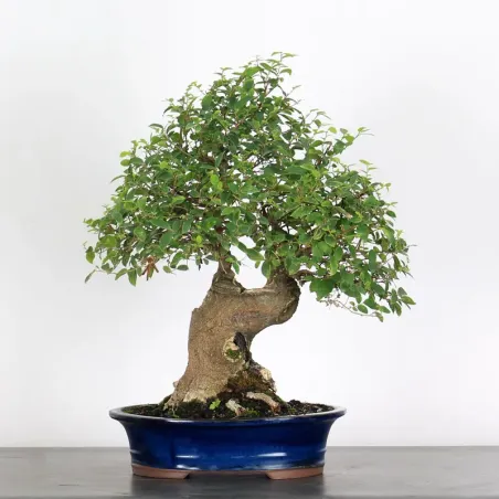 image supplémentaire - HACKBERRY "CELTIS...