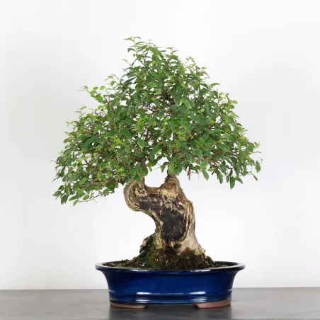 HACKBERRY "CELTIS AUSTRALIS" 1-2