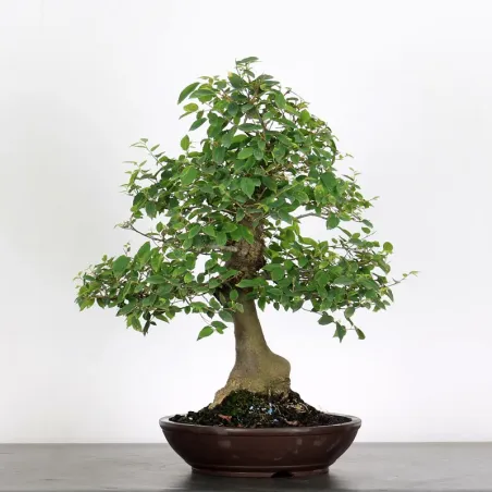HACKBERRY "CELTIS AUSTRALIS" 1-3