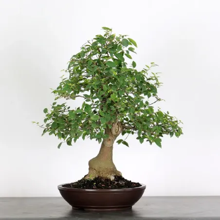 image supplémentaire - HACKBERRY "CELTIS...