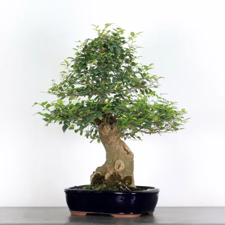 image supplémentaire - HACKBERRY "CELTIS...