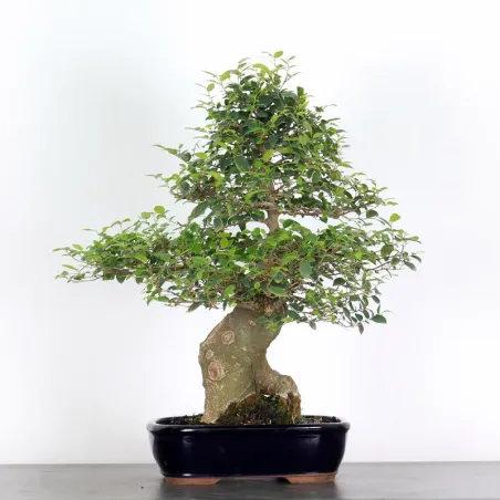 HACKBERRY "CELTIS AUSTRALIS" 1-4