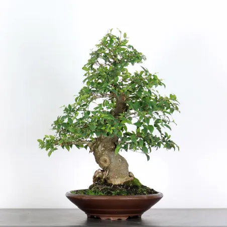 image supplémentaire - HACKBERRY "CELTIS...