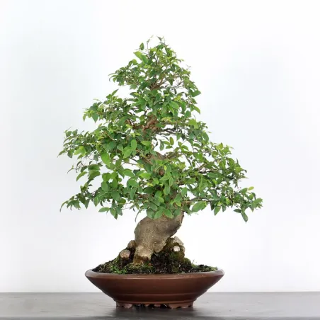 HACKBERRY "CELTIS AUSTRALIS" 1-5