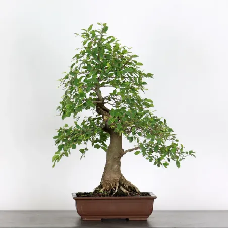 HACKBERRY "CELTIS AUSTRALIS" 1-6