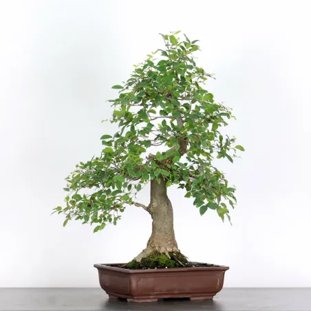 image supplémentaire - HACKBERRY "CELTIS...