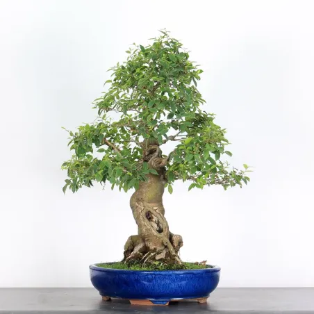 image supplémentaire - HACKBERRY "CELTIS...