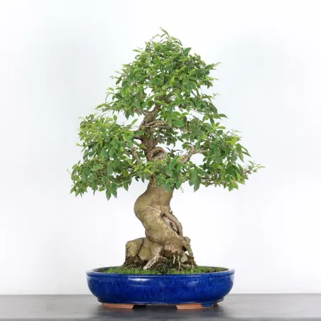 HACKBERRY "CELTIS AUSTRALIS" 1-7
