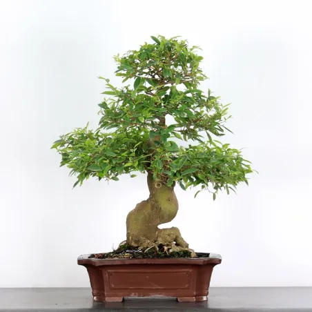 HACKBERRY "CELTIS AUSTRALIS" 1-8
