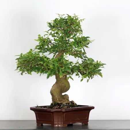 image supplémentaire - HACKBERRY "CELTIS...