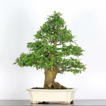 HACKBERRY "CELTIS AUSTRALIS" 1-9