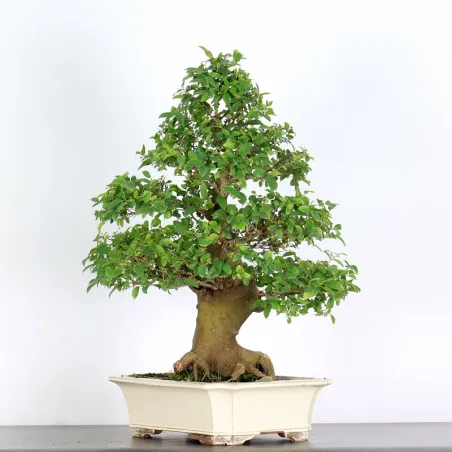 image supplémentaire - HACKBERRY "CELTIS...