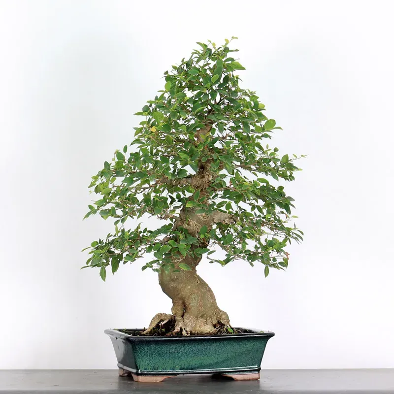 HACKBERRY "CELTIS AUSTRALIS" 1-10