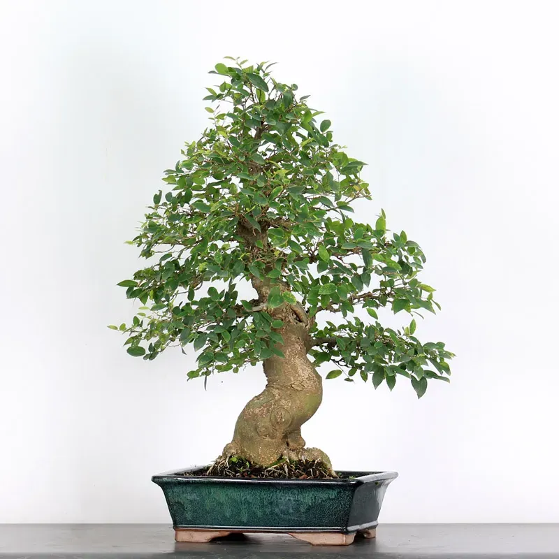 image supplémentaire - HACKBERRY "CELTIS...