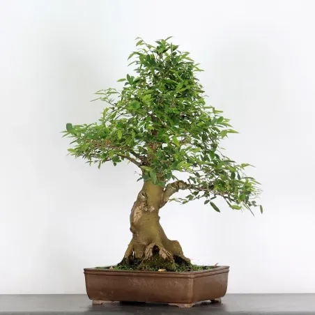 image supplémentaire - HACKBERRY "CELTIS...