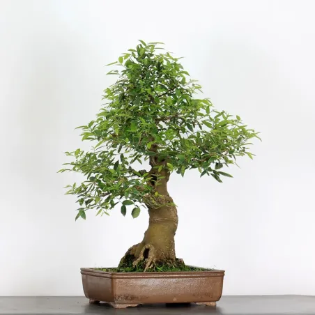 HACKBERRY "CELTIS AUSTRALIS" 1-11