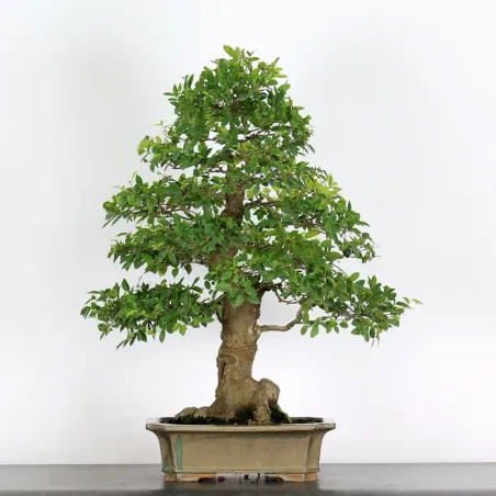 HACKBERRY "CELTIS AUSTRALIS" 1-12