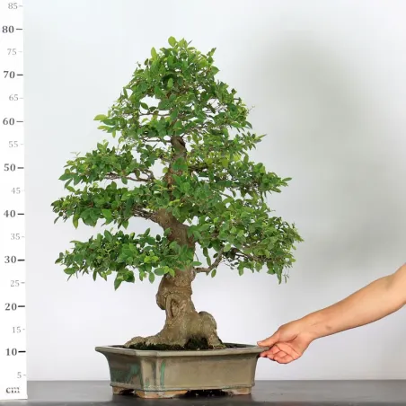 image supplémentaire - HACKBERRY "CELTIS...