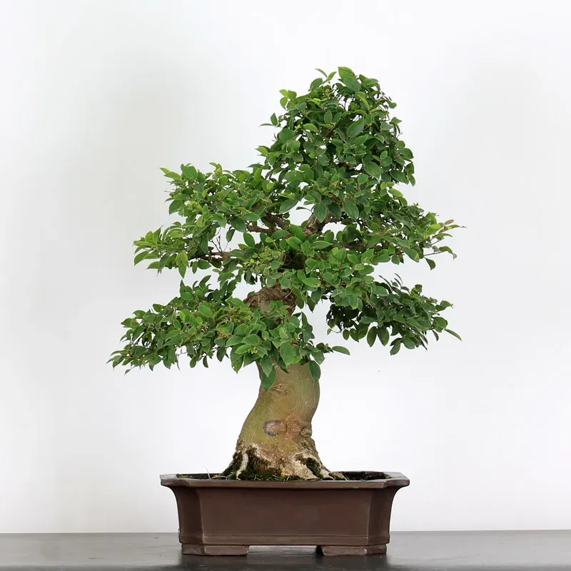 HACKBERRY "CELTIS AUSTRALIS" 1-16