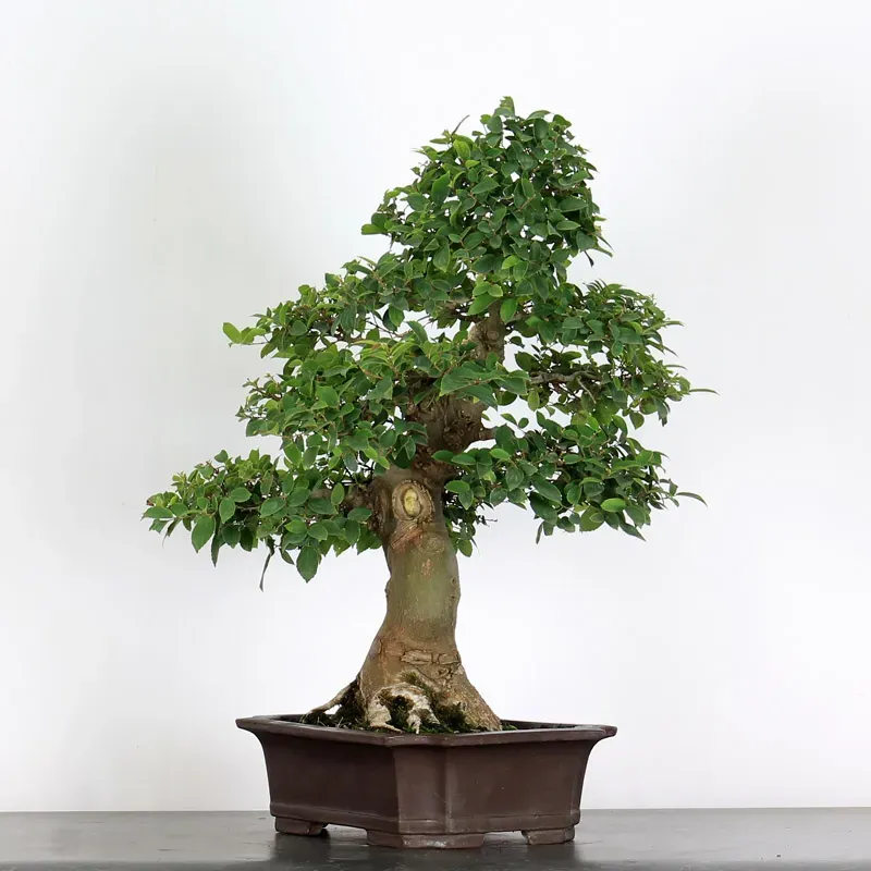 image supplémentaire - HACKBERRY "CELTIS...
