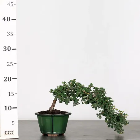 image supplémentaire - COTONEASTER "HORIZONTALIS" 1-6