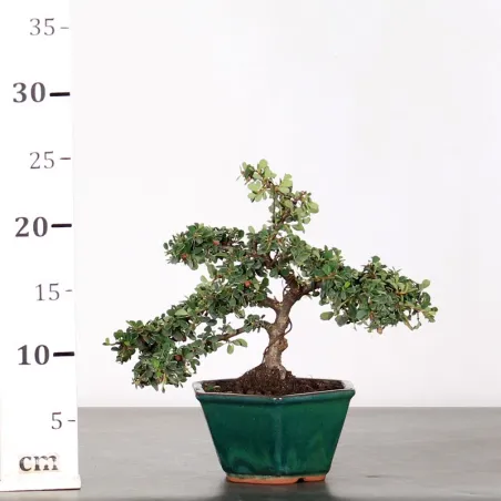 image supplémentaire - COTONEASTER "HORIZONTALIS" 1-7