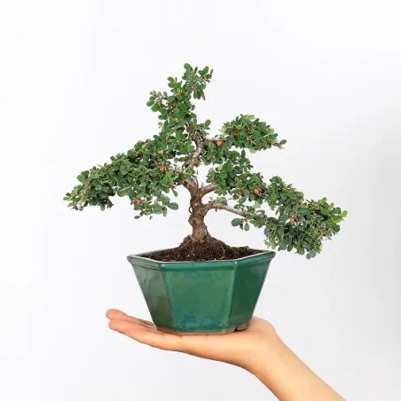 COTONEASTER "HORIZONTALIS" 1-7
