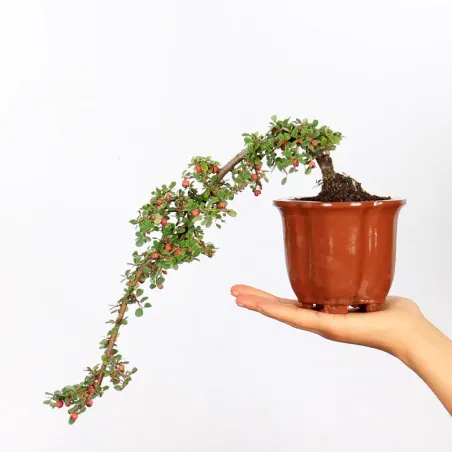 COTONEASTER "HORIZONTALIS" 1-9