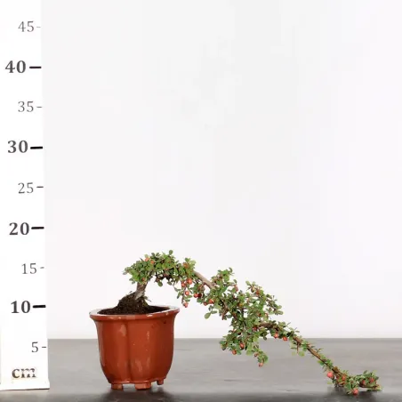 image supplémentaire - COTONEASTER "HORIZONTALIS" 1-9