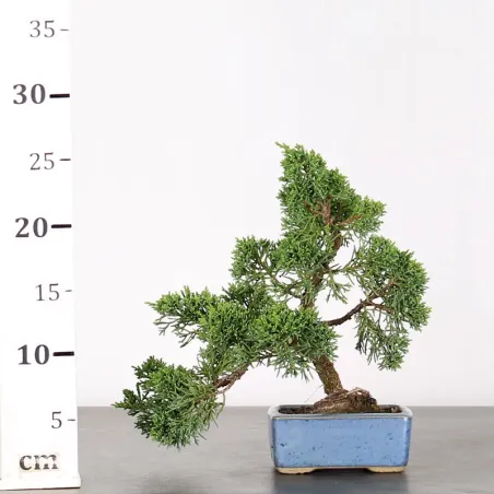 image supplémentaire - GENÉVRIER "JUNIPERUS KISHU"...