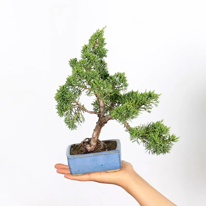 Bonsai Chinese Juniper