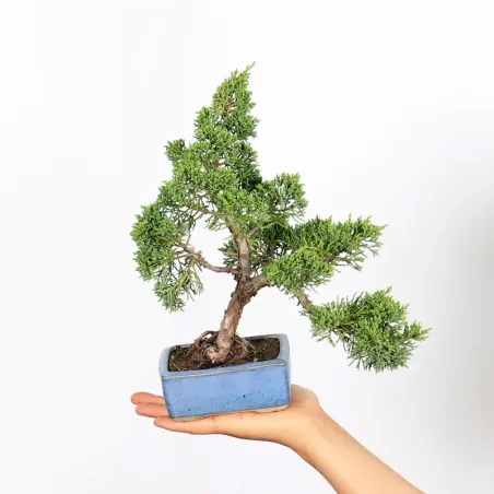 Bonsai Genévrier de Chine