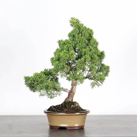 Bonsai Genévrier de Chine