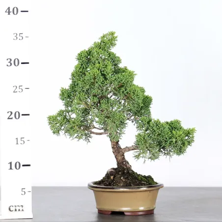 image supplémentaire - GENÉVRIER "JUNIPERUS KISHU"...