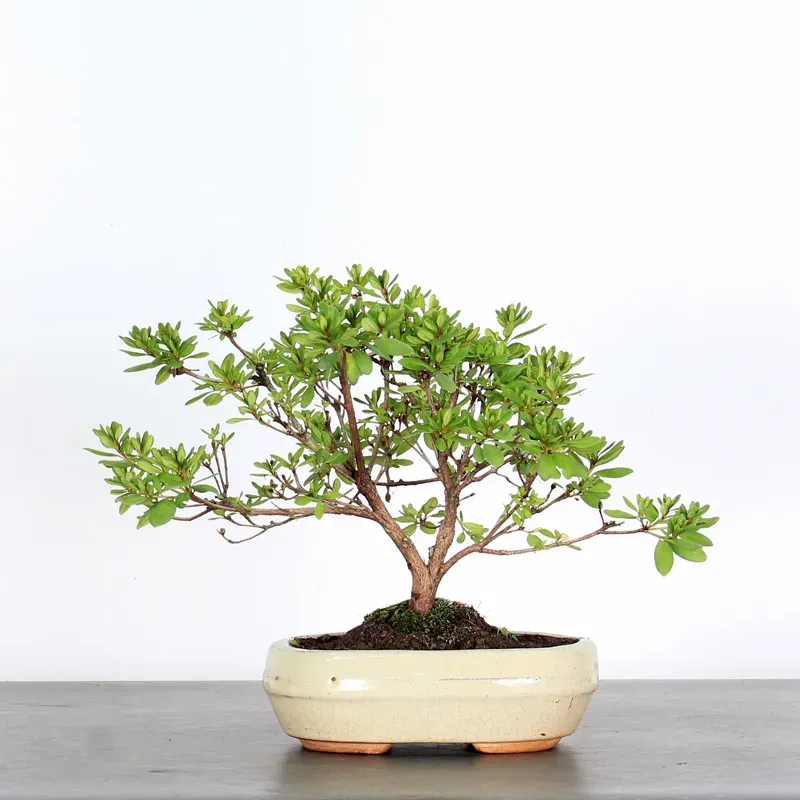JAPANESE AZALEA "WHITE LADY" 1-2