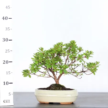 image supplémentaire - BONSAI AZALÉE JAPONAISE...