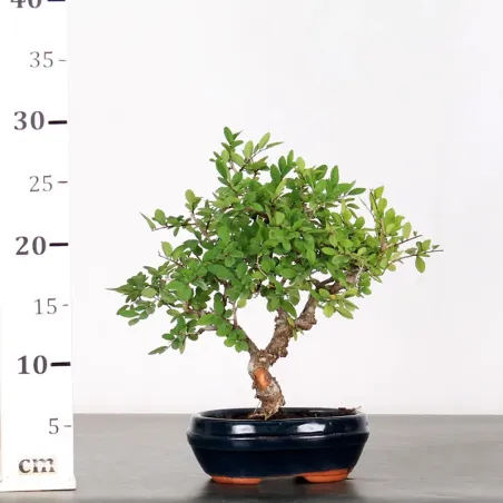 image supplémentaire - CHINESE ELM "Ulmus...